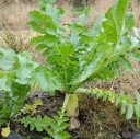 Semínka ředkve daikon Raphanus sativus var. longipinnatus 1000 ks Kořenová zelenina s bílými podlouhlými bulvami Na záhon i do skleníku 2
