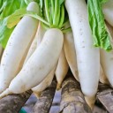 Semínka ředkve daikon Raphanus sativus var. longipinnatus 50 ks Kořenová zelenina s bílými podlouhlými bulvami Na záhon i do skleníku 3