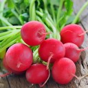 Semínka ředkvičky Raphanus sativus 200 ks Rychlá kořenová zelenina s červenými kulatými bulvami Na záhon i do truhlíku a skleníku 3