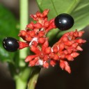 Semínka rostliny Rauvolfia serpentina Sarpagandha 5 ks Okrasný keř s červenými květenstvími a černými plody Na pěstování i do skleníku 1
