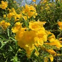 Semínka rostliny Tecoma stans Yellow Bells 20 ks Okrasný keř se žlutými zvonkovitými trubkovitými květy Na pěstování i do sbírky 2
