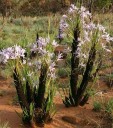 Semínka rostliny Xerophyta retinervis Resurrection Lily 10 ks Sukulentní rostlina s bledě fialovými květy Na pěstování i do sbírky 2