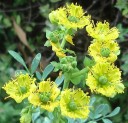 Semínka routy Ruta graveolens 50 ks Aromatická bylina se žlutými květy a modrozelenými listy Na záhon i do truhlíku a skleníku 2