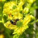 Semínka routy Ruta graveolens 50 ks Aromatická bylina se žlutými květy a modrozelenými listy Na záhon i do truhlíku a skleníku 3