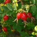 Semínka růže Rosa rubiginosa 10 ks Okrasný keř s červenými jedlými šípky a listy s vůní jablek Na zahradu i do živého plotu 2