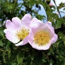 Semínka růže Rosa rubiginosa 50 ks Okrasný keř s červenými jedlými šípky a listy s vůní jablek Na zahradu i do živého plotu 3