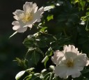 Semínka růže Rosa rubiginosa 50 ks Okrasný keř s červenými jedlými šípky a listy s vůní jablek Na zahradu i do živého plotu 4