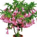 Semínka růžové brugmansie Brugmansia suaveolens 5 ks tropický keř s růžovými visícími trubkovitými květy pro výsev a kádové pěstování 1