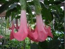 Semínka růžové brugmansie Brugmansia suaveolens 5 ks tropický keř s růžovými visícími trubkovitými květy pro výsev a kádové pěstování 2
