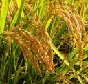 Semínka rýže seté Oryza sativa 50 ks Užitková obilnina s jedlými zrny ve zlatavých klasech Do nádrže skleníku i zimní zahrady 2