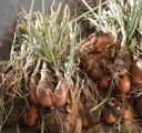 Semínka šalotky Allium cepa Cuisse de Poulet Echalion, 50 ks, protáhlé růžovo-fialové cibule, výsadba na zahradu a samozásobitelské pěstování 2