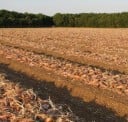 Semínka šalotky Allium cepa Cuisse de Poulet Echalion, 50 ks, protáhlé růžovo-fialové cibule, výsadba na zahradu a samozásobitelské pěstování 3
