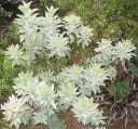 Semínka šalvěje Salvia apiana 100 ks Aromatická bylina se stříbřitě bílými listy Na záhon i do truhlíku a na skalku a skleníku 1