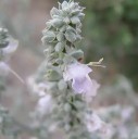 Semínka šalvěje Salvia apiana 100 ks Aromatická bylina se stříbřitě bílými listy Na záhon i do truhlíku a na skalku a skleníku 2