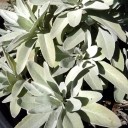 Semínka šalvěje Salvia apiana 100 ks Aromatická bylina se stříbřitě bílými listy Na záhon i do truhlíku a na skalku a skleníku 3