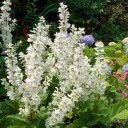 Semínka šalvěje Salvia sclarea Vatican White 20 ks Okrasná bylina s bílými květenstvími a aromatickými listy Na záhon i do truhlíku 2