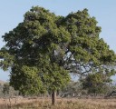 Semínka santalovníku Santalum album 10 ks Aromatický strom s voňavým dřevem a zelenými listy Na pěstování i do skleníku a bonsaj 2