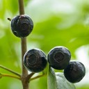 Semínka santalovníku Santalum album 50 ks Aromatický strom s voňavým dřevem a zelenými listy Na pěstování i do skleníku a bonsaj 1