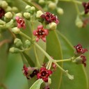 Semínka santalovníku Santalum album 50 ks Aromatický strom s voňavým dřevem a zelenými listy Na pěstování i do skleníku a bonsaj 3