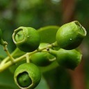 Semínka santalovníku Santalum album 50 ks Aromatický strom s voňavým dřevem a zelenými listy Na pěstování i do skleníku a bonsaj 4