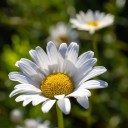 Semínka sedmikrásky chudobky Bellis perennis 100 ks vytrvalá nízká trvalka s bílo-žlutými květy pro jarní výsev na zahradu i na trávník 2