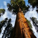 Semínka sekvojovce Sequoiadendron giganteum 10 ks Obří stálezelený jehličnan s červenohnědou kůrou Na zahradu i pěstování bonsaje 1