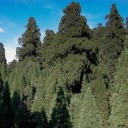 Semínka sekvojovce Sequoiadendron giganteum 10 ks Obří stálezelený jehličnan s červenohnědou kůrou Na zahradu i pěstování bonsaje 2