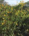 Semínka slunečnice Tithonia diversifolia 20 ks Vzrostlá rostlina s velkými žlutými květy Na zahradu i na zelené hnojení a pro včely 2