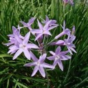 Semínka společenky Tulbaghia violacea 10 ks Trvalka s fialovými hvězdicovitými květy a česnekovou chutí Na záhon i do truhlíku 2