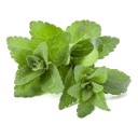 Semínka stévie Stevia rebaudiana 50 ks Sladká bylinka se zelenými sladkými listy Na záhon i do truhlíku a na parapet a do kuchyně 1