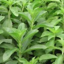 Semínka stévie Stevia rebaudiana 50 ks Sladká bylinka se zelenými sladkými listy Na záhon i do truhlíku a na parapet a do kuchyně 2