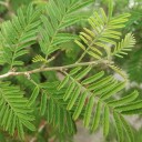 Semínka stromu Prosopis cineraria 5 ks Suchovzdorný strom s jemnými zpeřenými zelenými listy Na pěstování bonsaje i do skleníku 1