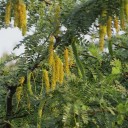 Semínka stromu Prosopis cineraria 5 ks Suchovzdorný strom s jemnými zpeřenými zelenými listy Na pěstování bonsaje i do skleníku 2