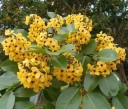 Semínka stromu Pterocarpus santalinus 10 ks Okrasný strom se žlutými květy s červeným středem Na pěstování i do skleníku a domů 2