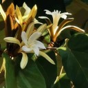 Semínka stromu Pterospermum acerifolium 5 ks Okrasný strom s velkými bílými voňavými květy a velkými listy Na pěstování i do skleníku 1