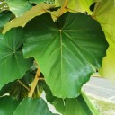 Semínka stromu Pterospermum acerifolium 5 ks Okrasný strom s velkými bílými voňavými květy a velkými listy Na pěstování i do skleníku 2