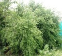 Semínka stromu Salvadora persica 10 ks Suchovzdorný keř s drobnými červenými plody a zelenými listy Na pěstování i do skleníku 3