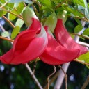 Semínka stromu Sesbania grandiflora Red 10 ks Rychlý strom s velkými červenými květy a zpeřenými listy Na pěstování i do skleníku 2