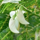 Semínka stromu Sesbania grandiflora White 10 ks Rychlý strom s velkými bílými květy a zpeřenými listy Na pěstování i do skleníku 2