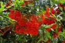Semínka stromu Stenocarpus sinuatus Firewheel Tree 10 ks Okrasný strom s červenooranžovými kolovitými květy Na pěstování i do sbírky 2