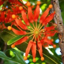 Semínka stromu Stenocarpus sinuatus Firewheel Tree 5 ks Okrasný strom s červenooranžovými kolovitými květy Na pěstování i do sbírky 1