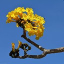 Semínka stromu Tabebuia aurea 5 ks žlutý trumpetový strom exotická okrasná rostlina se žlutými květy pro pěstování doma i na zahradě 2