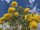 Semínka stromu Tabebuia aurea 5 ks žlutý trumpetový strom exotická okrasná rostlina se žlutými květy pro pěstování doma i na zahradě 3
