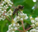 Semínka stromu Tetradium daniellii Honey Tree 100 ks Opadavý medonosný strom s krémově bílými květy Na zahradu i pro včely 3