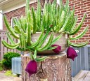 Semínka sukulentu Stapelia leendertziae Black Bells 10 ks Sukulent s tmavě vínovými zvonkovitými květy Na pěstování i do sbírky 2