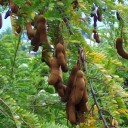 Semínka tamarindu Tamarindus indica 10 ks tropický ovocný strom pro pěstování bonsají a exotických rostlin doma i ve skleníku 2