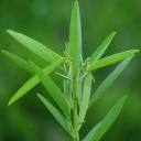 Semínka tančící rostlina Codariocalyx motorius 10 ks tropický keřík s pohyblivými listy pro pokusy doma i botanické sbírky 3