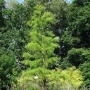 Semínka tisovce Taxodium ascendens 10 ks Opadavý jehličnatý strom se zelenými jemnými jehlicemi Na zahradu i k vodě a k jezírku 2