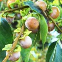 Semínka tomel kavkazský Diospyros lotus 5 ks otužilý ovocný strom s drobnými oranžovými plody pro výsadbu na zahradě i do nádob 2