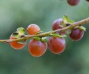 Semínka tomel kavkazský Diospyros lotus 5 ks otužilý ovocný strom s drobnými oranžovými plody pro výsadbu na zahradě i do nádob 4
